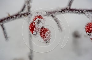 ViÃÂ¡tyÃÂio regioninis parkas Lietuva photo